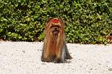 YORKSHIRE TERRIER 457